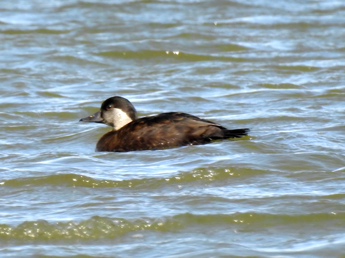 Gary Stones tweet media