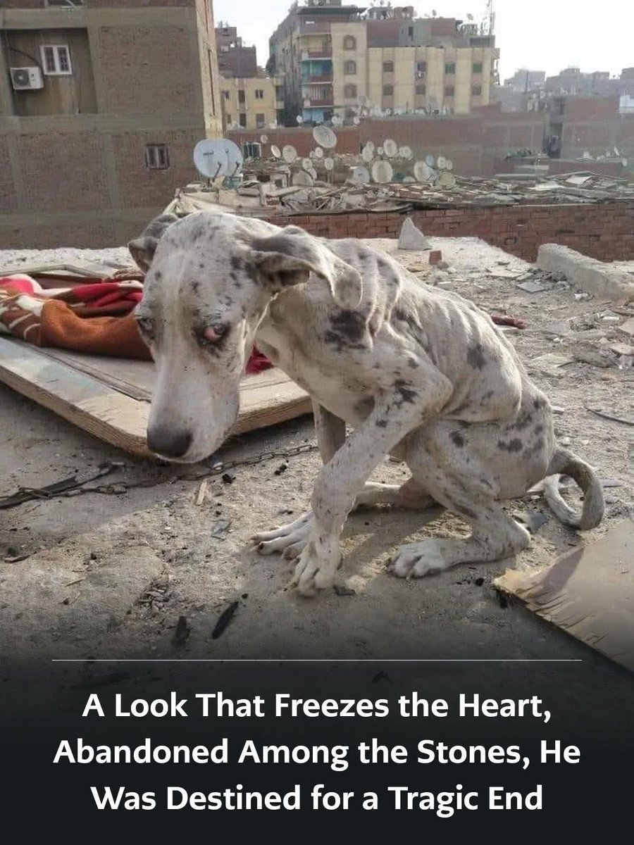 Help Street Dogs tweet media