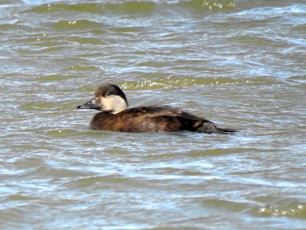 Gary Stones tweet media