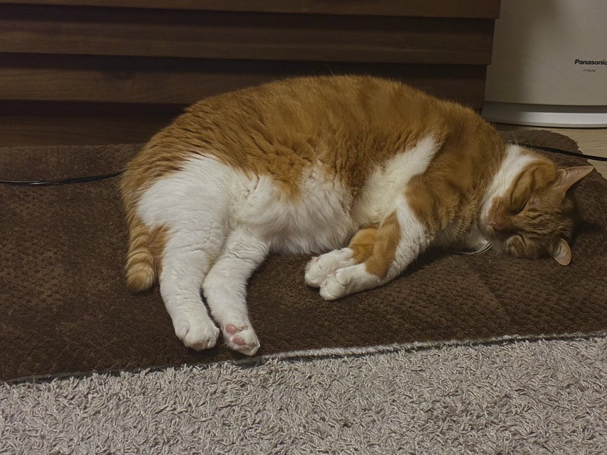 長谷川仁美｜Hitomi Hasegawa tweet media