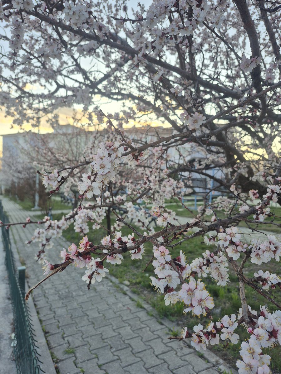 aysebalik's tweet photo. ✨️🌸 https://t.co/ZS2g8ccn3N