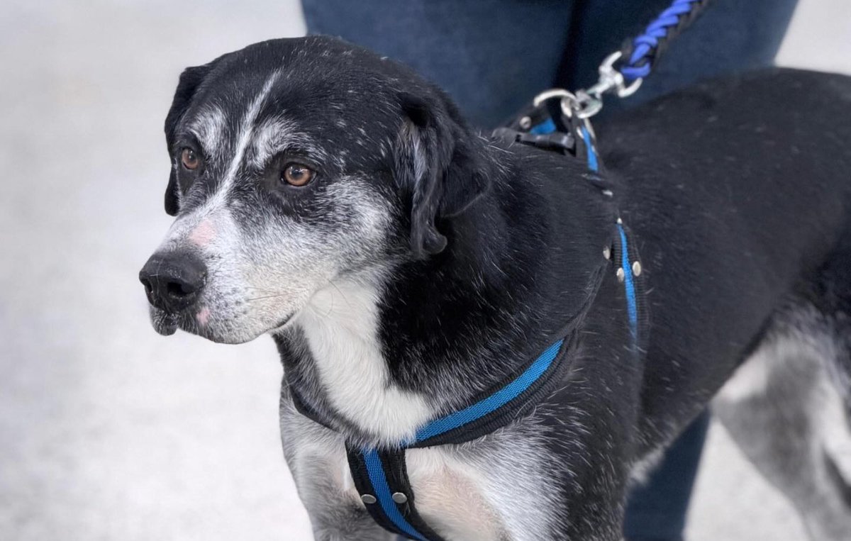 Protección Animal Bogotá tweet media