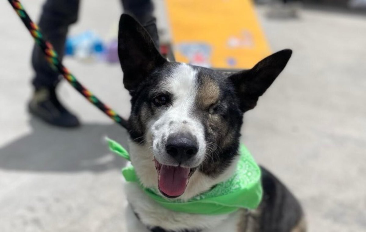 Protección Animal Bogotá tweet media