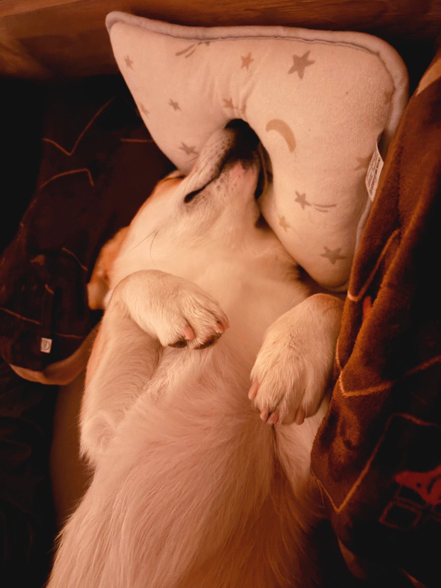 はんぺん tweet media