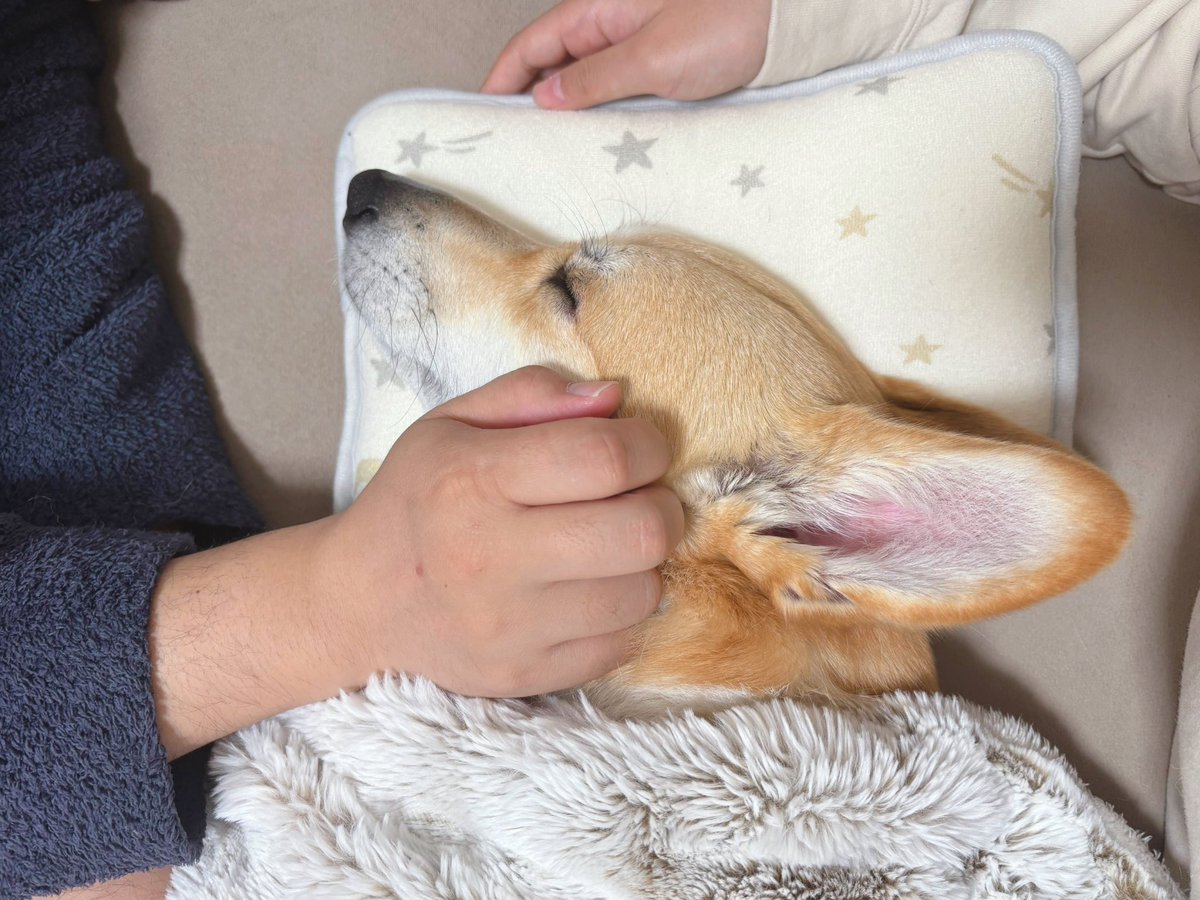 はんぺん tweet media