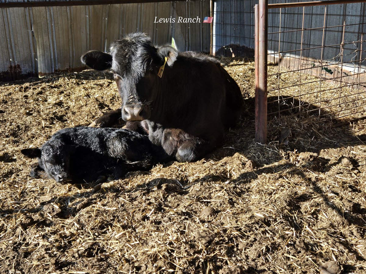 The heifer I bought in Jan calved out this morning, unassisted. Healthy lil heifer, both doing great! I can quit holding my breath now... 😂