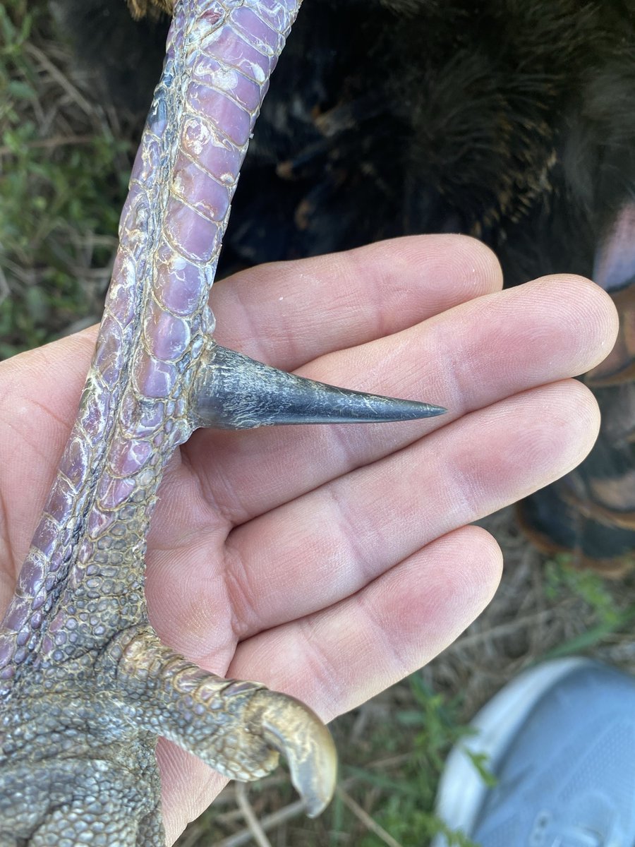 Que minus the BarB tweet media