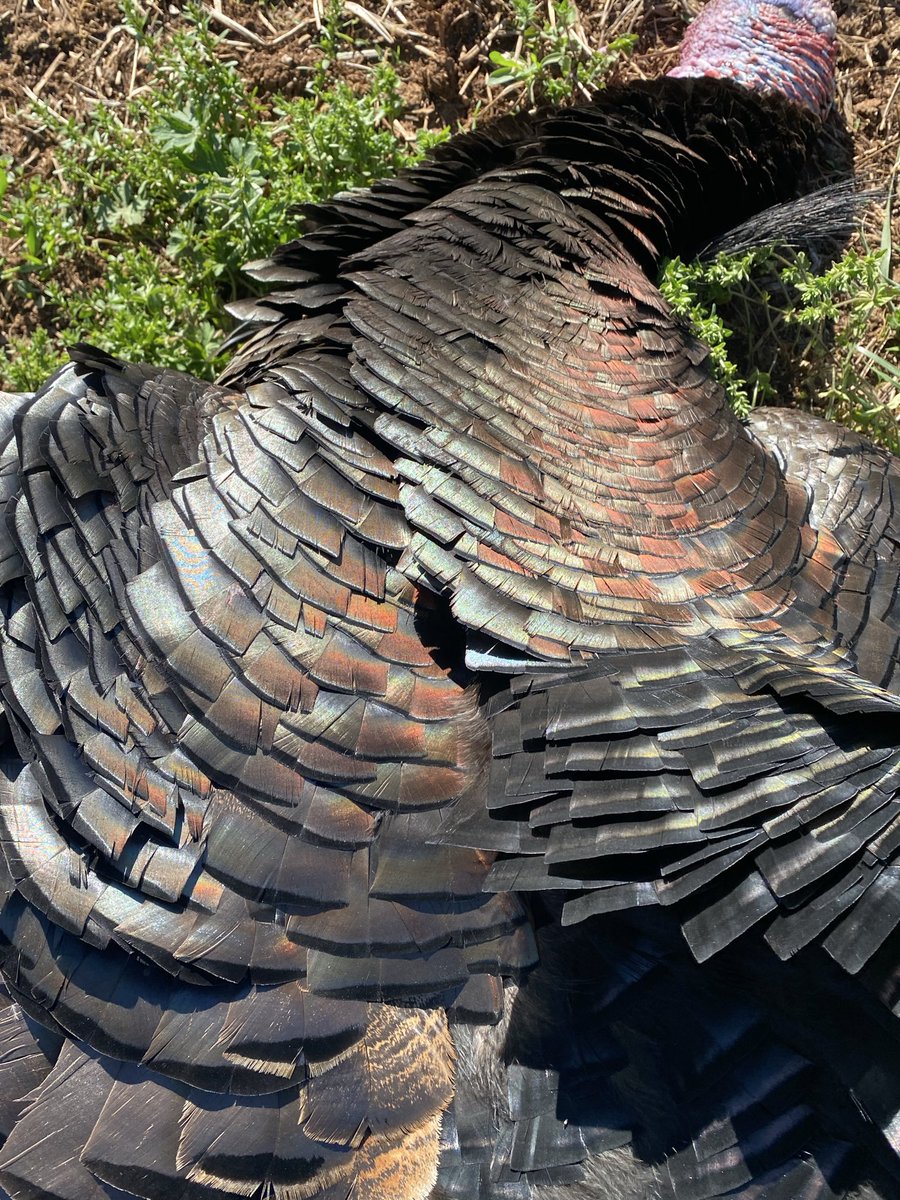 Que minus the BarB tweet media