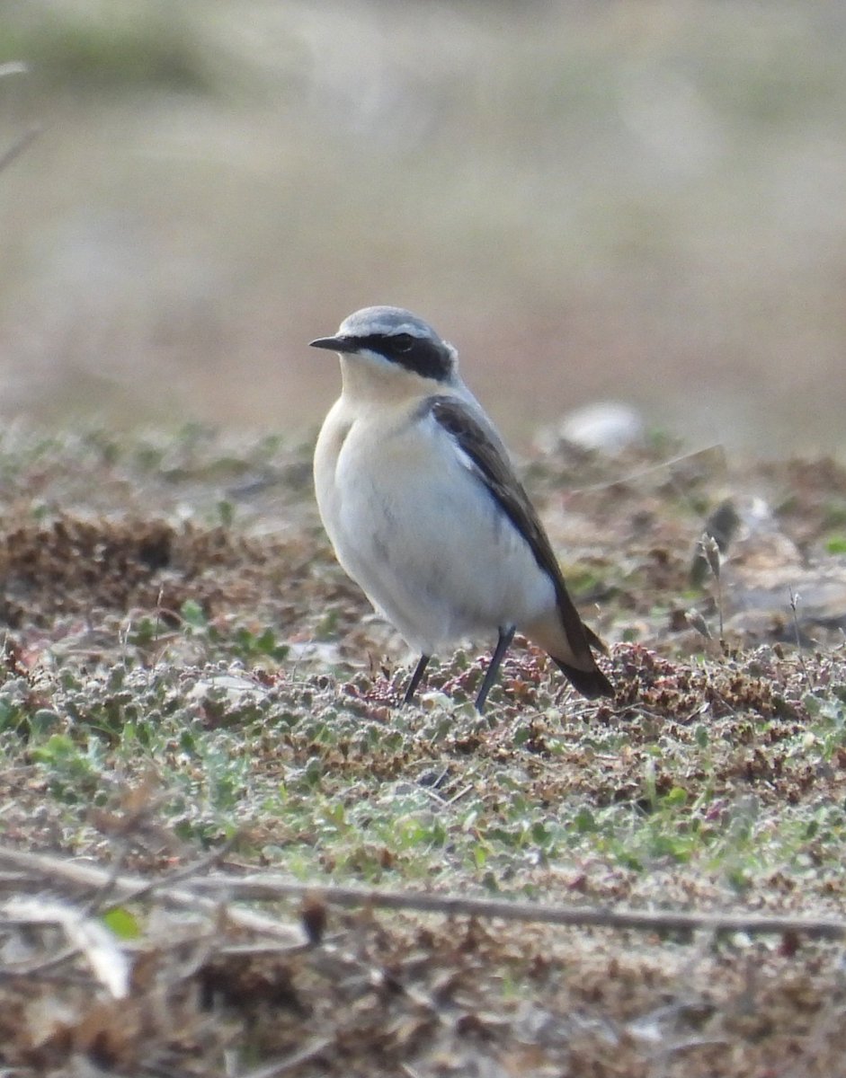 Mark32729033's tweet image. Eventually found 2 wheatear on a very windy north Wales coast today. Had a last stop off in Rhyl and got a bonus greenshank to 📸👌 #northwales #birdwatching