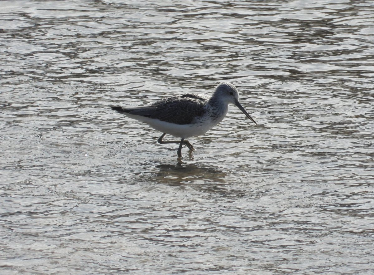 Mark32729033's tweet image. Eventually found 2 wheatear on a very windy north Wales coast today. Had a last stop off in Rhyl and got a bonus greenshank to 📸👌 #northwales #birdwatching