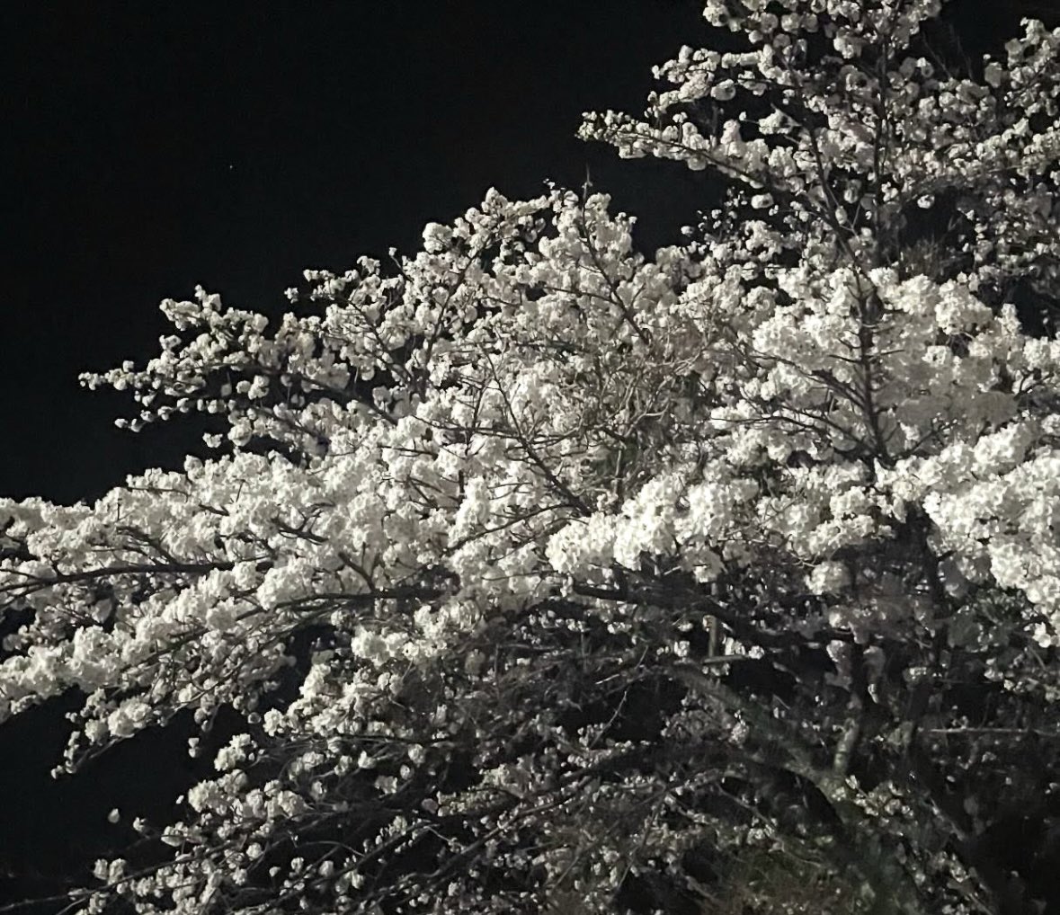 虚無lite tweet media