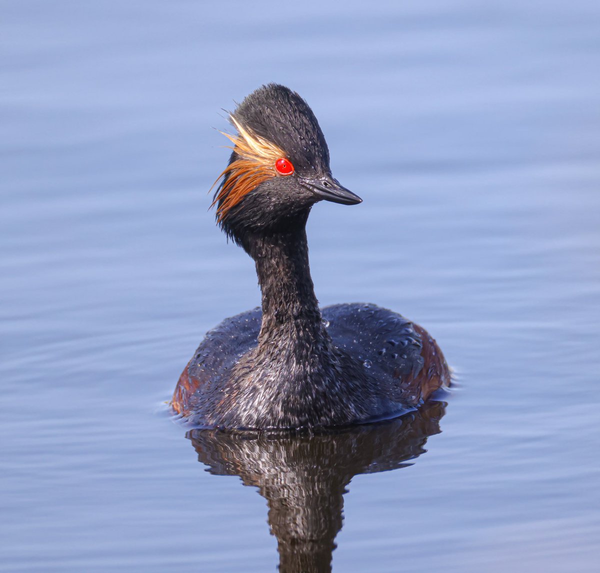 Jeff’s Wildlife Photography tweet media