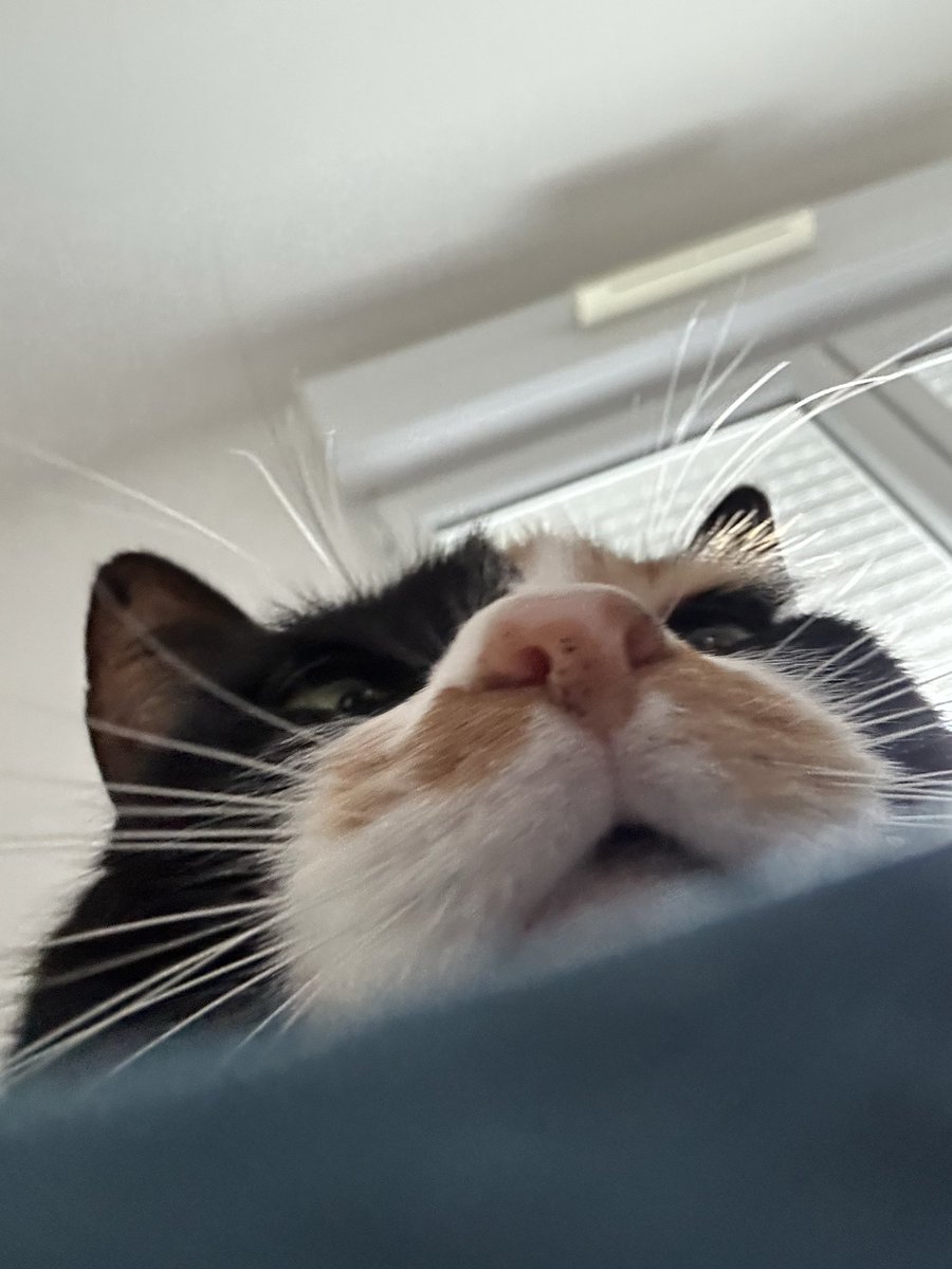 Tartelette tweet media