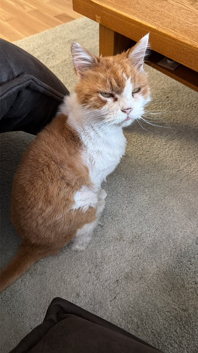 narrhallamarsch tweet media