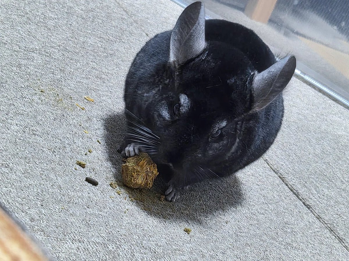 もぷる tweet media