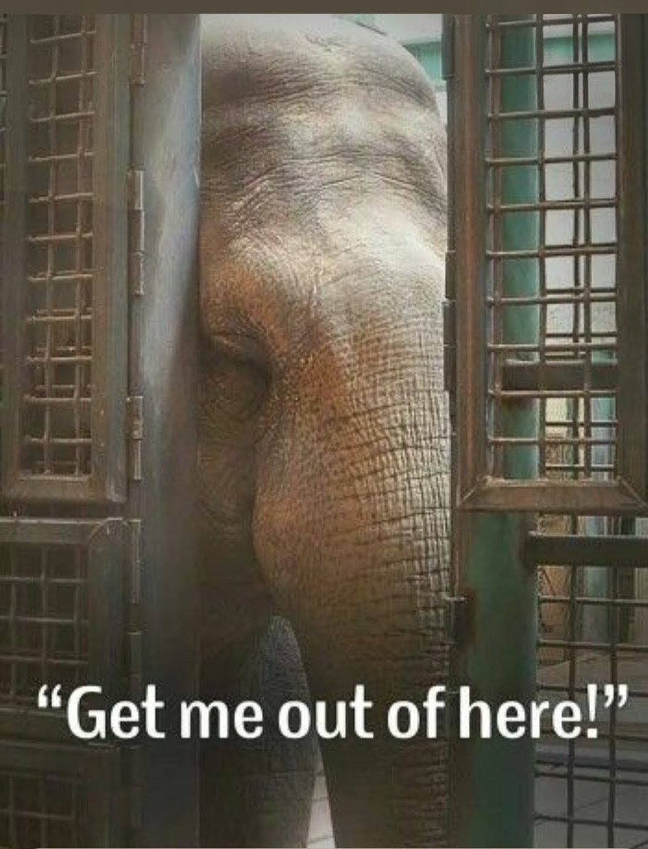 Shane Janisch 🇺🇦🐬🐳🐘 tweet media