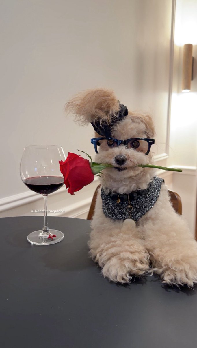 noodlesthepooch tweet media