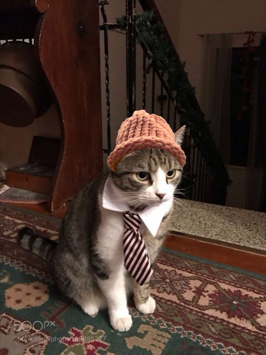 $CWIF cats tweet media