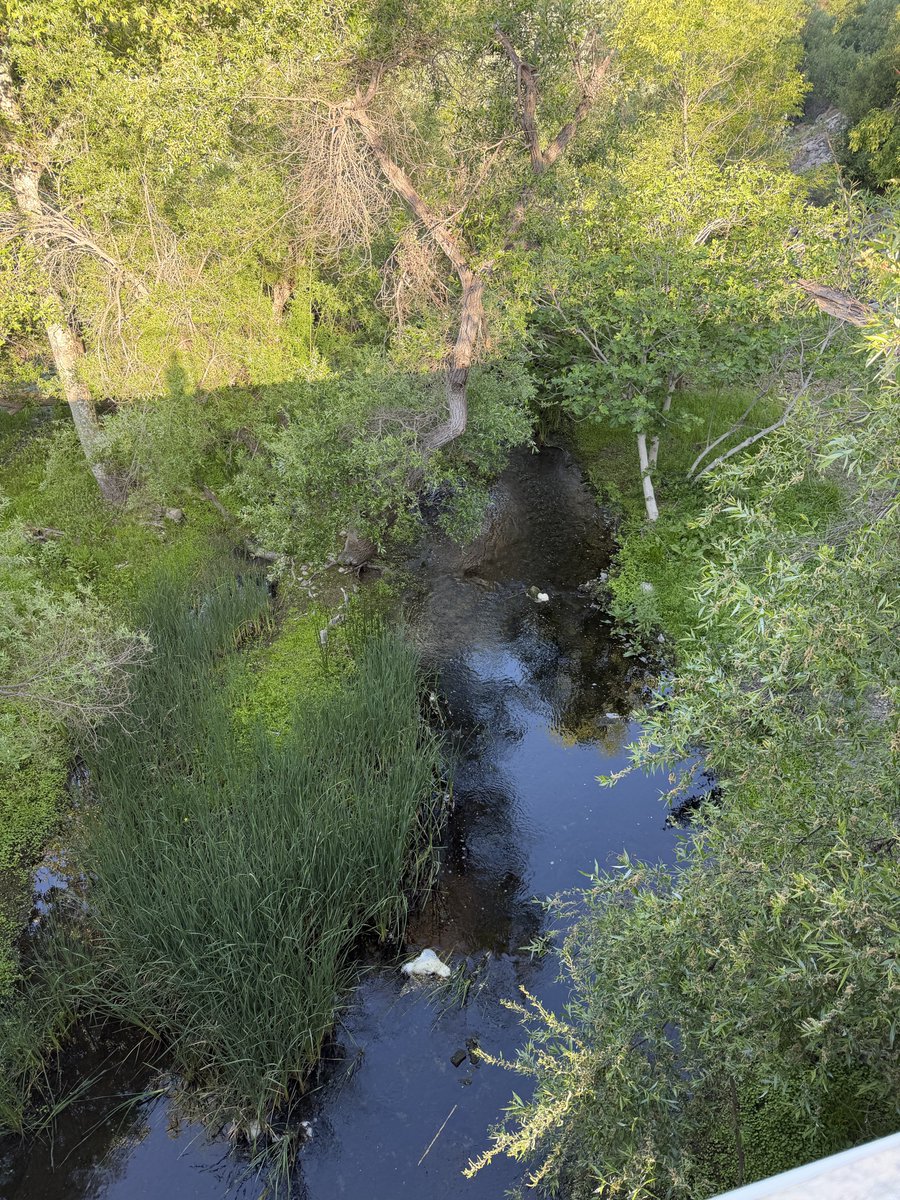 Harmeet K. Dhillon tweet media