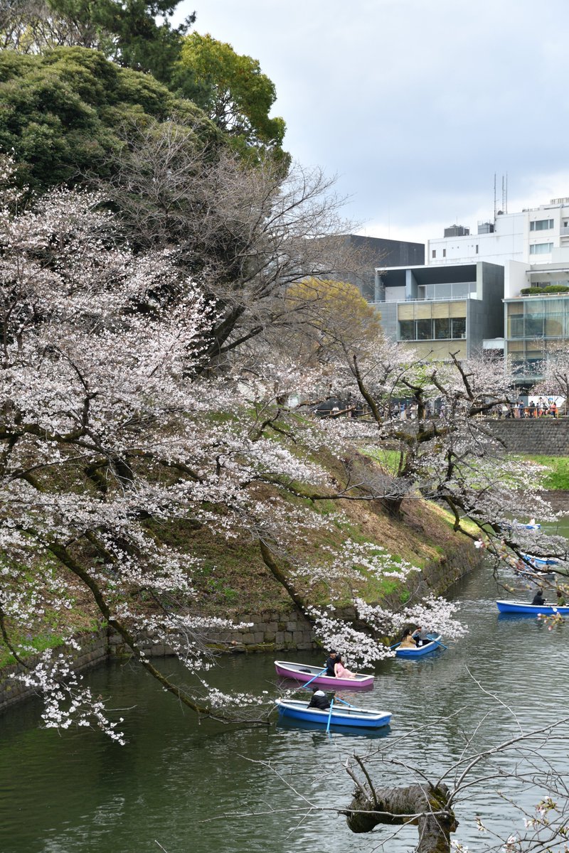 erie_h's tweet photo. ジャミンのJOY SPRING 2026 at TFMホールの前にJOY SPRINGのMV撮影地に聖地巡礼?枝垂桜はきれいに咲いていたけれど、ソメイヨシノはま��3分咲き程度で、空も雲が多くてちょっと残念。
#jamminZeb #joyspring #北の丸公園 https://t.co/fO706GwiBd