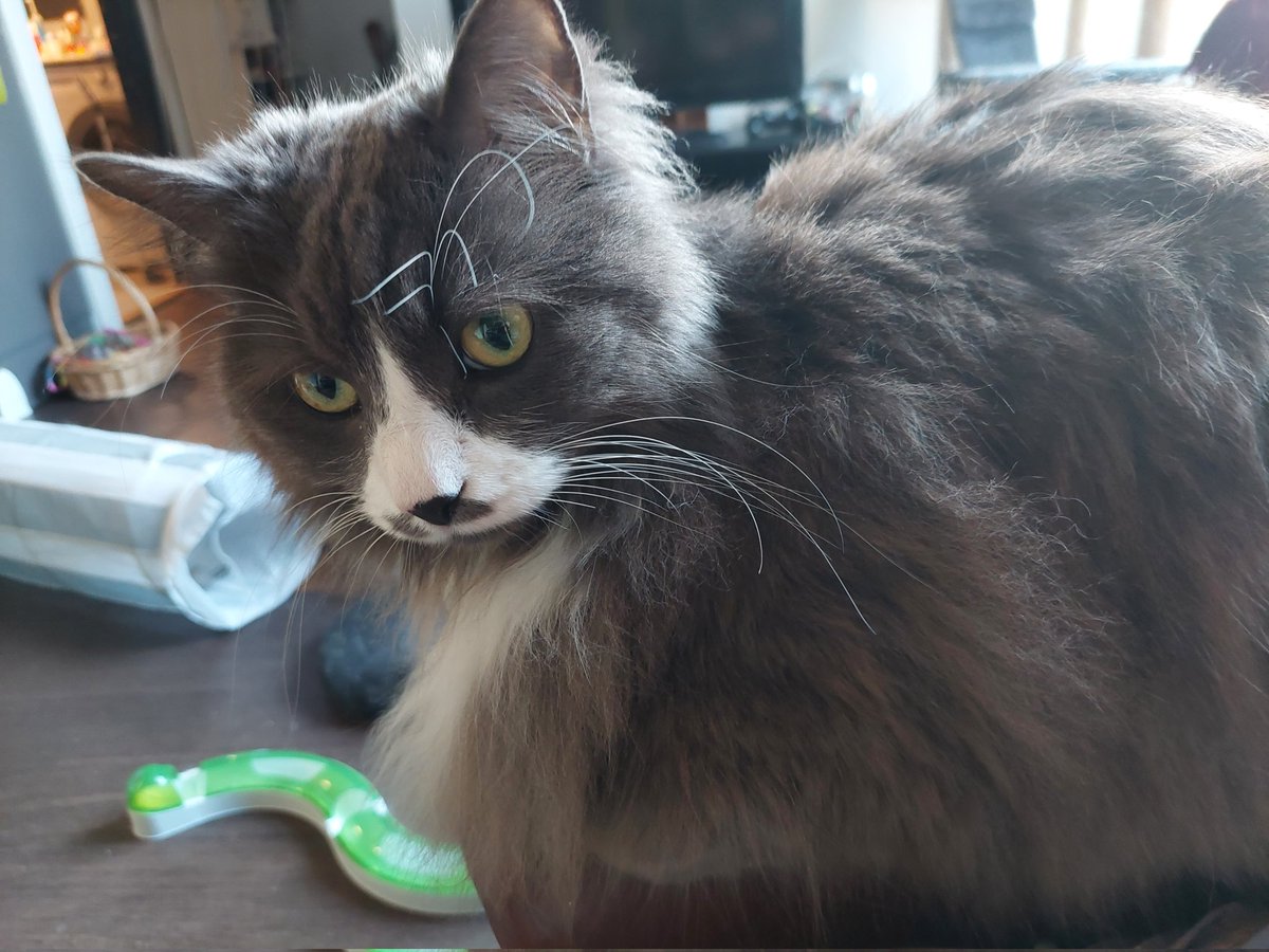 happy caturday to you all!