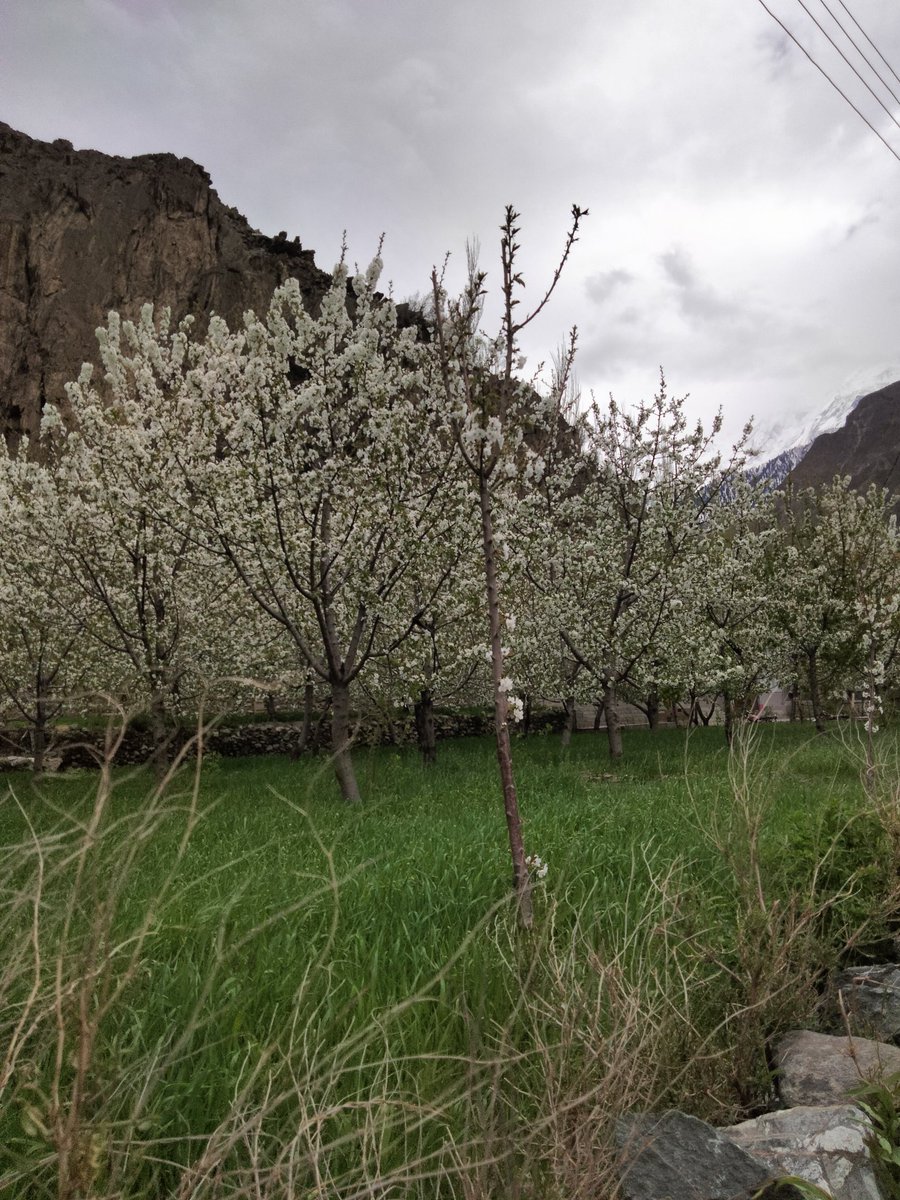 MananHnz's tweet photo. From our soil to our soul 🍒

Our #CherryTrees #Garden https://t.co/JYoMp8bhAu