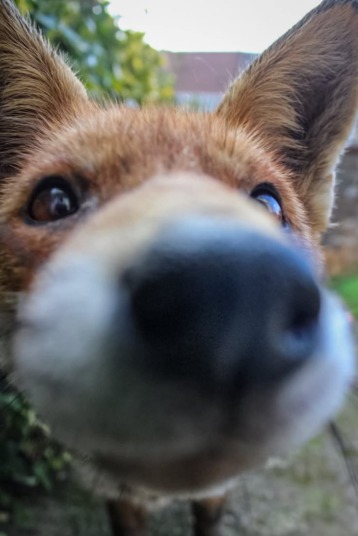 🍁 𝓣𝓱𝓮 𝓕𝓸𝔁 𝓛𝓲𝓯𝓮 🌾🦊 tweet media