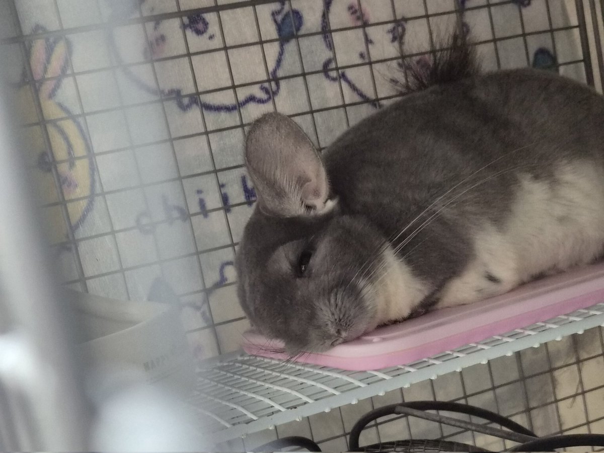 もぷる tweet media