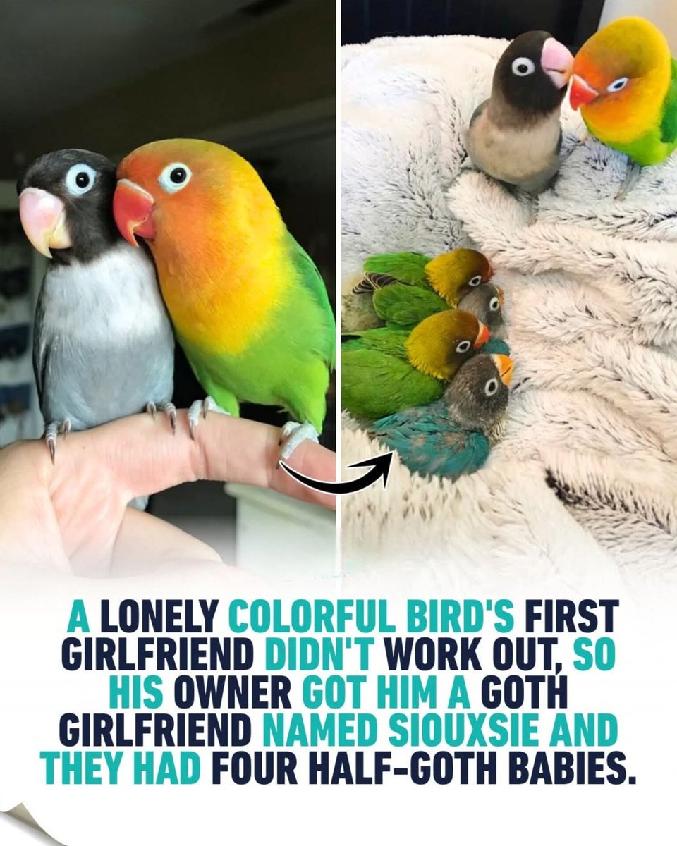 The World R🅰️nking tweet media