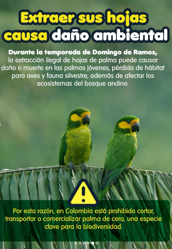camaracircular's tweet photo. Sus frutos constituyen un recurso alimenticio clave para diversas especies de fauna silvestre, incluyendo:
Aves: tucanes, loros, pavas de monte.
Mamíferos: oso andino, armadillos, venados, pecaríes, tapires, roedores y primates. https://t.co/rE5Yuwc204