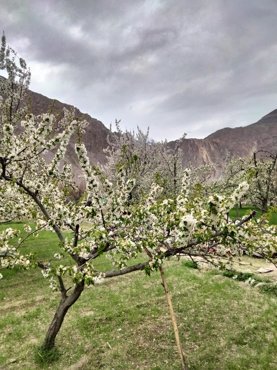 MananHnz's tweet photo. From our soil to our soul 🍒

Our #CherryTrees #Garden https://t.co/JYoMp8bhAu