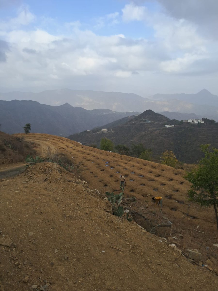 caara_sa's tweet photo. تعد الزراعة الركيزة الأساسية للأمن الغذائي، وتشكل شبكات الري الحديثة (بالتنقيط أو الرش) العمود الفقري لتطويرها. توفر هذه الشبكات حلولاً ذكية لترشيد استهلاك المياه، وزيادة إنتاجية المحاصيل وجودتها، وتقليل تكاليف العمالة ، الجمعية التعاونية الزراعية تسعى لتمكين المزارعين ودعمهم بتوفير جميع الادوات الزر��عية لهدف الاستدامة الزراعية وسهولة الحصول على كل مايحتاجه المزارع لمزرعته وفي هذا اليوم تم تركيب شبكات الري لمزرعة المزارع محمد أحمد مداوي بجبل بني جونه ونسأل الله للمزارع التوفيق والبركه فيما زرع🌱