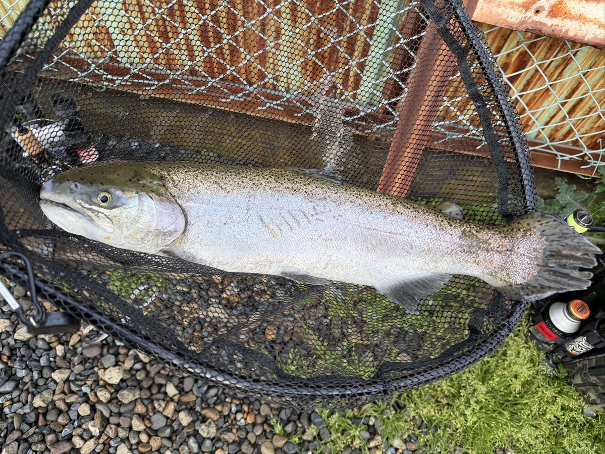 よっしー tweet media