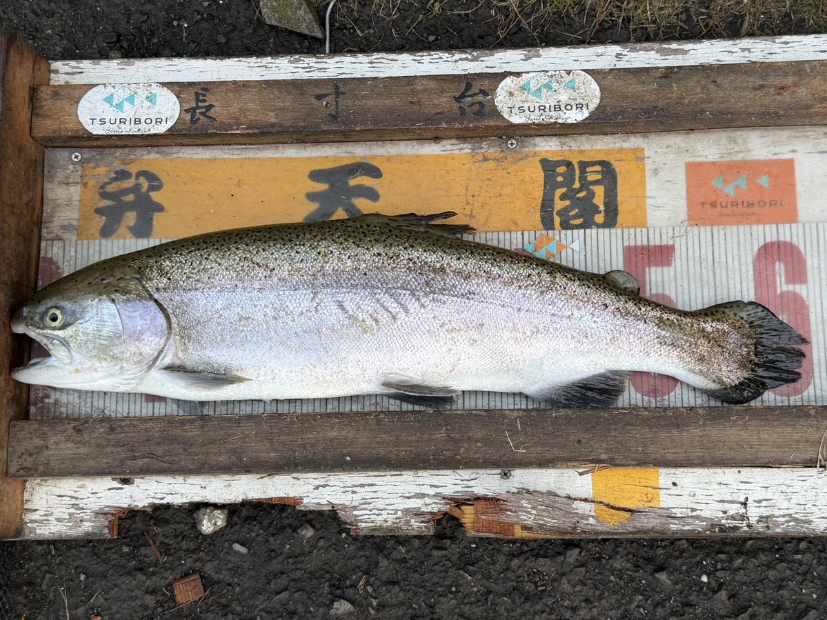 よっしー tweet media