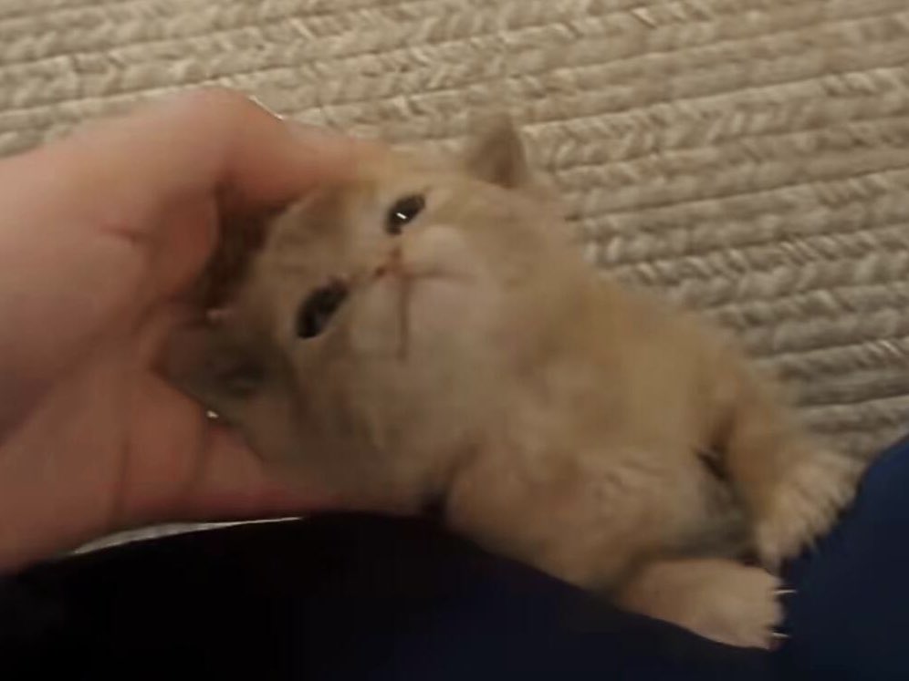 Seal02🦭 tweet media