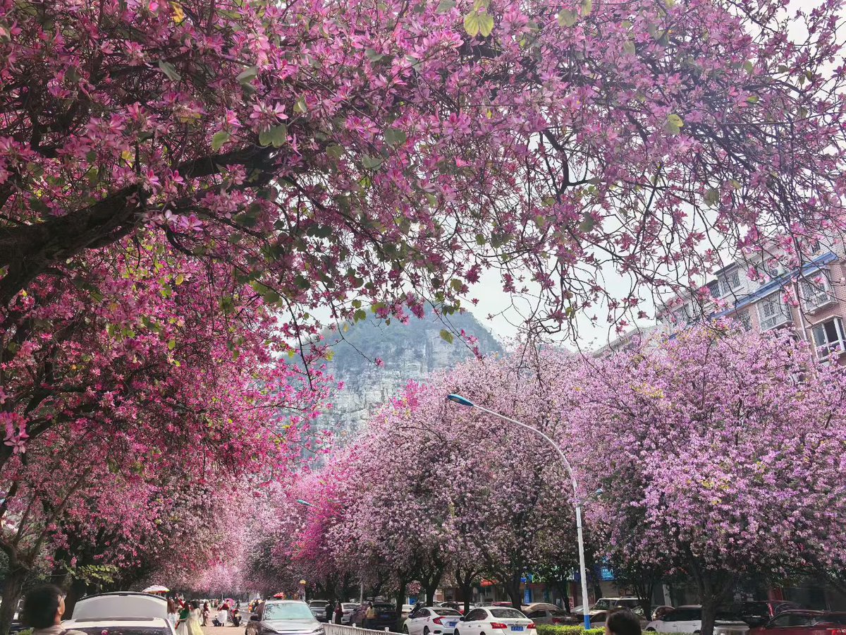 🐾🌧️ tweet media