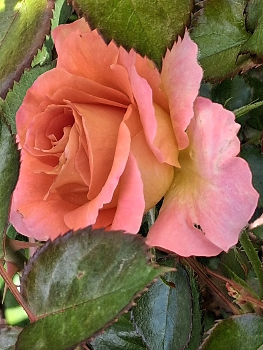 Layla Hawke, author tweet media