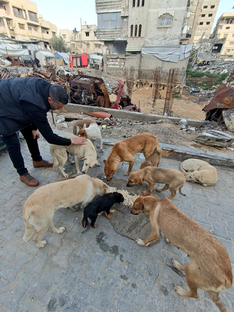 🐾Animal lover Gaza🇵🇸 tweet media