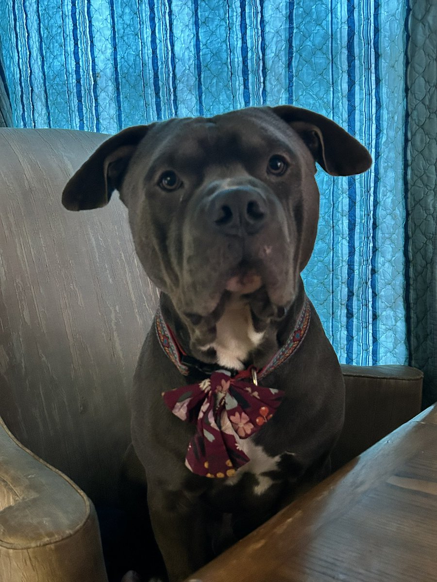 Major Mya 😻& Rainey 🐕🦺 Angel SweetCakes 🌈 tweet media