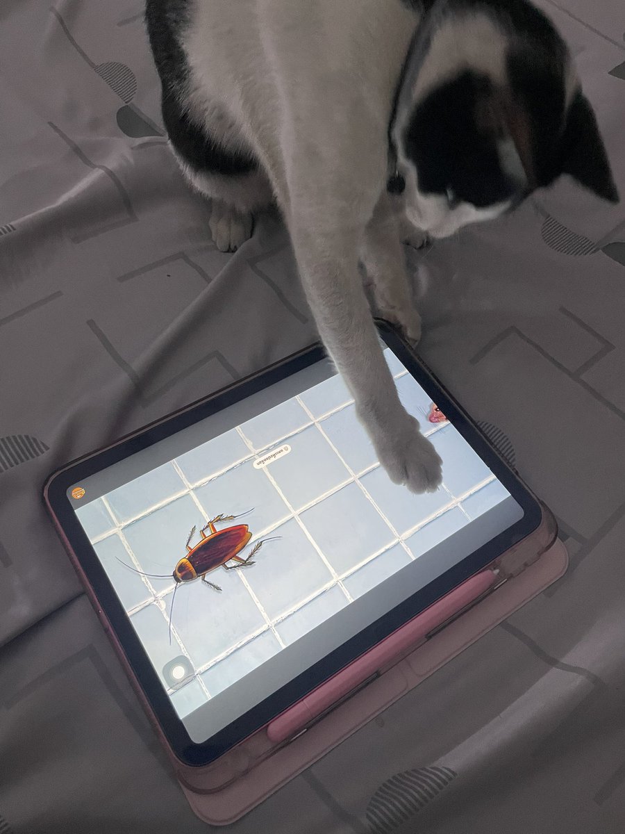 หงหยก🌷🌙 tweet media