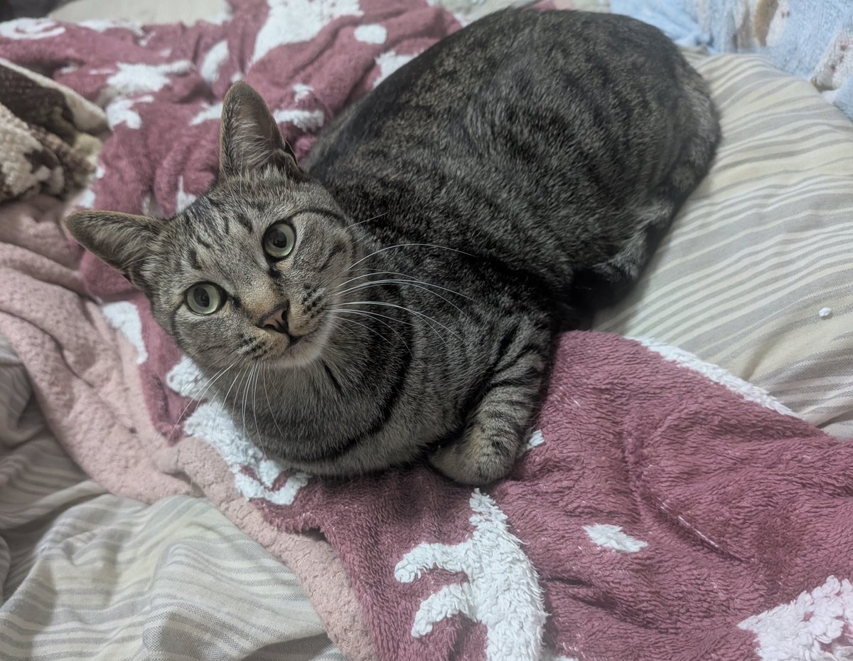 こーだい tweet media