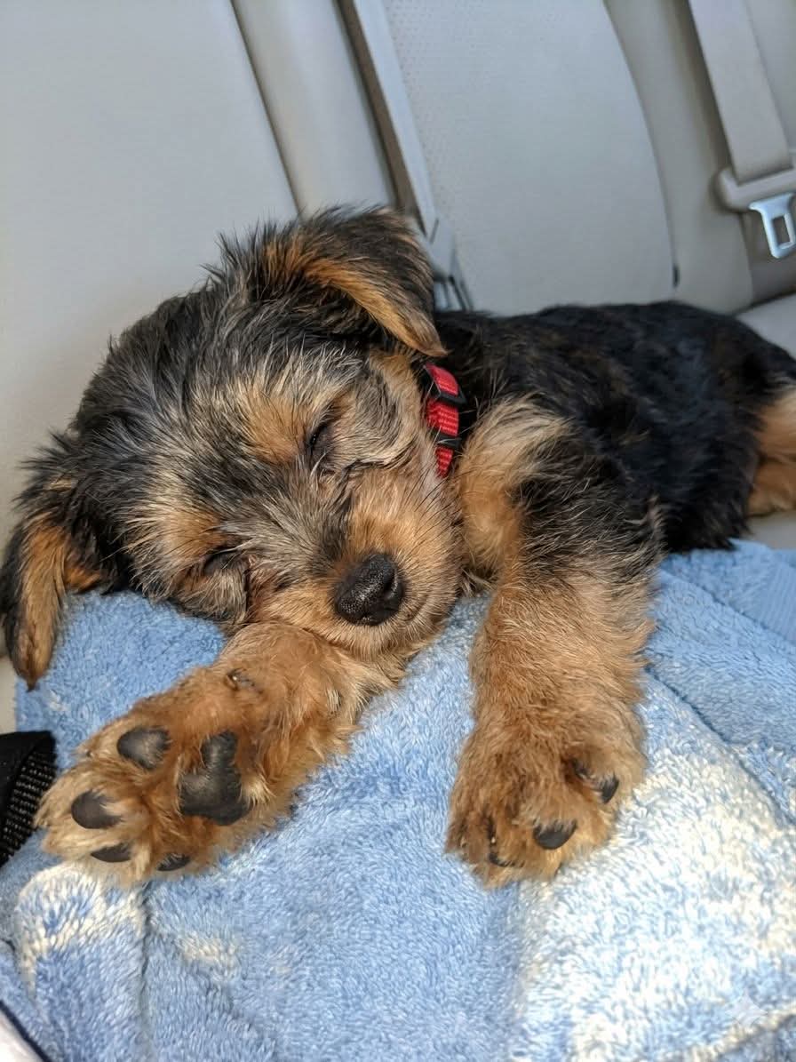 Arooj 1234 tweet media