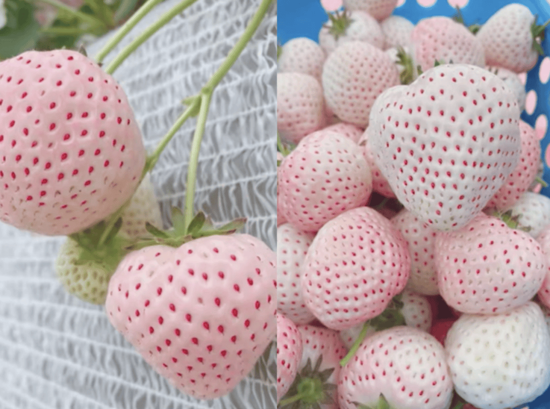 Nhi Dinh tweet media