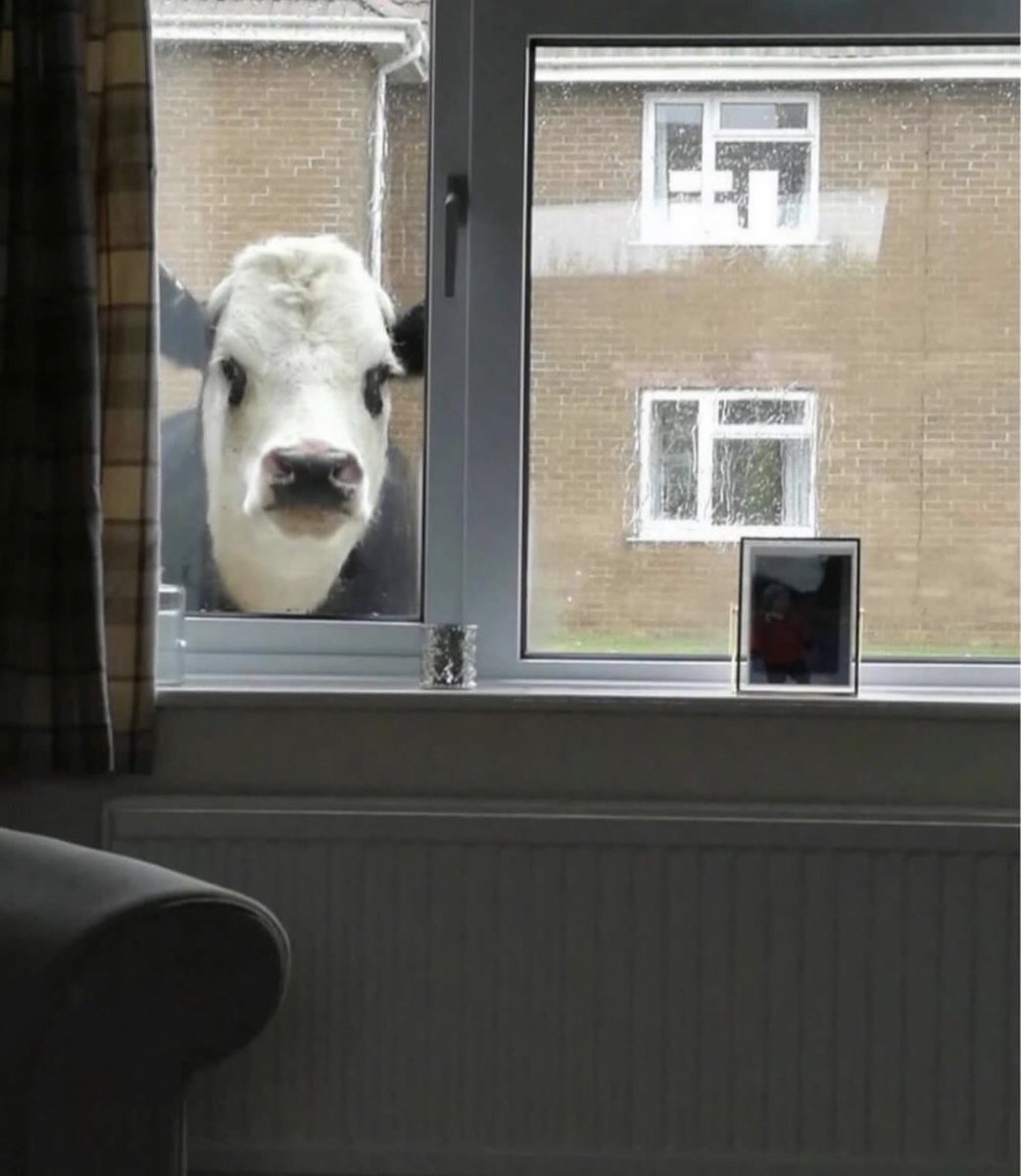 pepperoni ambassador🇮🇱 tweet media