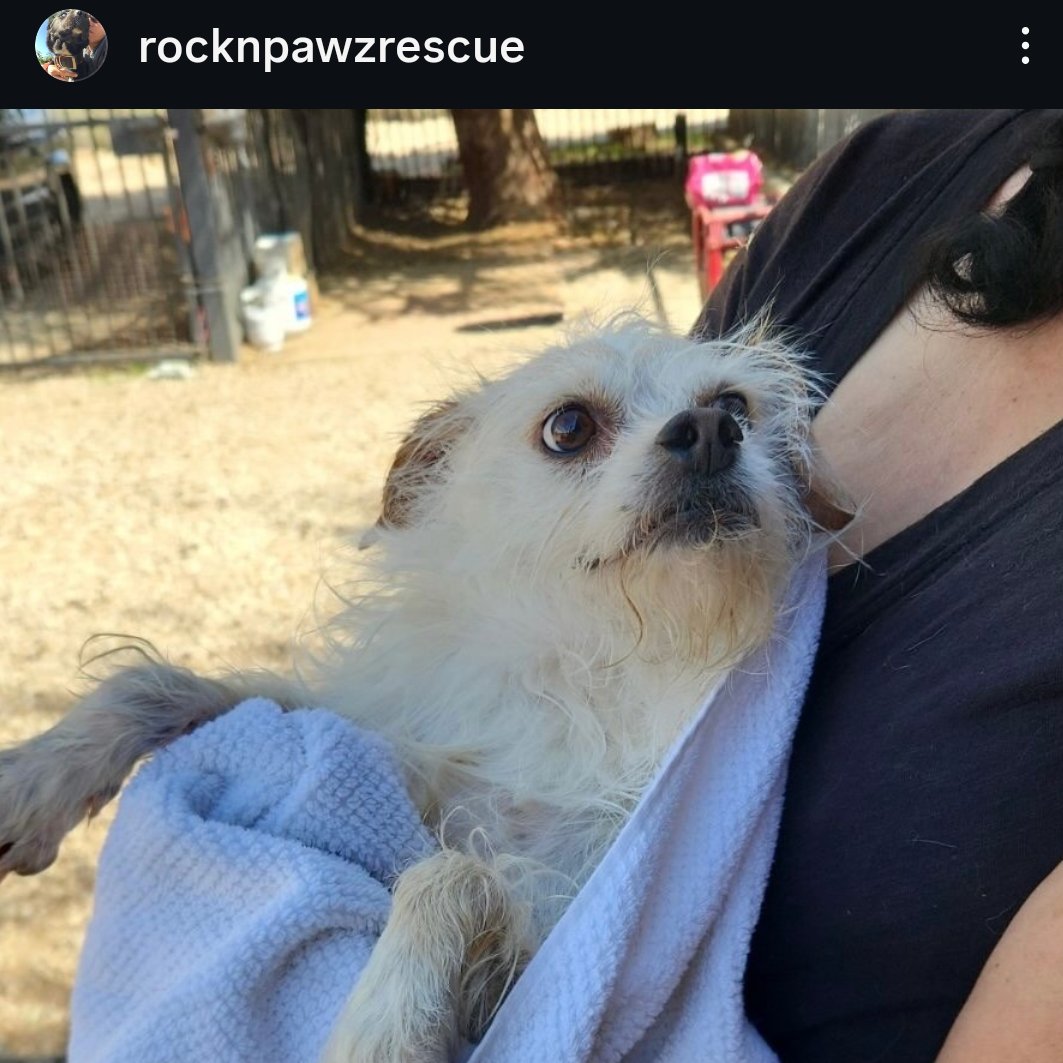 PhaedraXTeddy's tweet image. Big accounts got paid last night for views, sharing lies at dogs expense. 
238 dogs are all rotting in California dogpounds after the world shared lies a week ago slandering their home #RockNPawz and their mom who gave them a happy life. All the big accounts and their followers