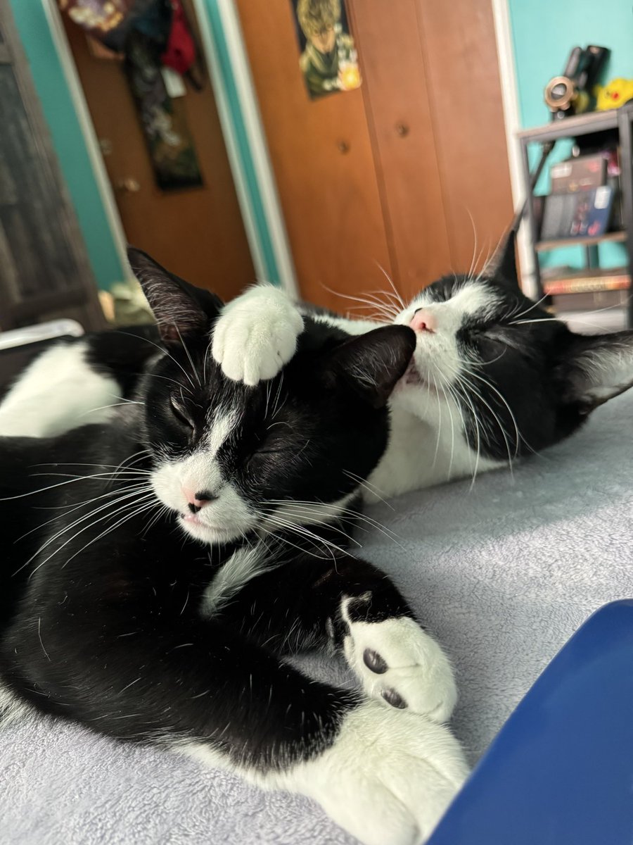 OHHHHH MY SHAYLAAAAAAAS