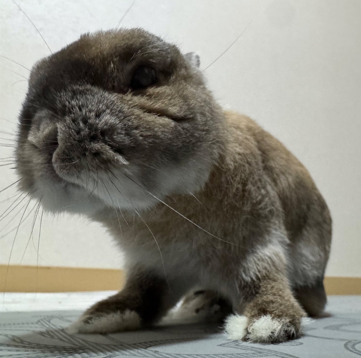偶然の画角のいたずらでお耳ないなった！
謎の生物ぽくてかわいい！

 #うさぎがいる暮らし