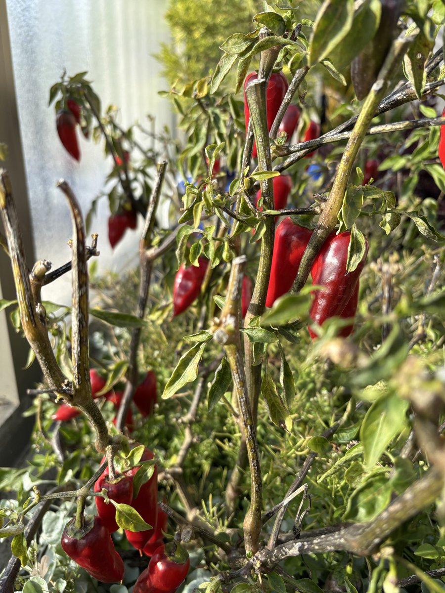 Someoneto tweet media