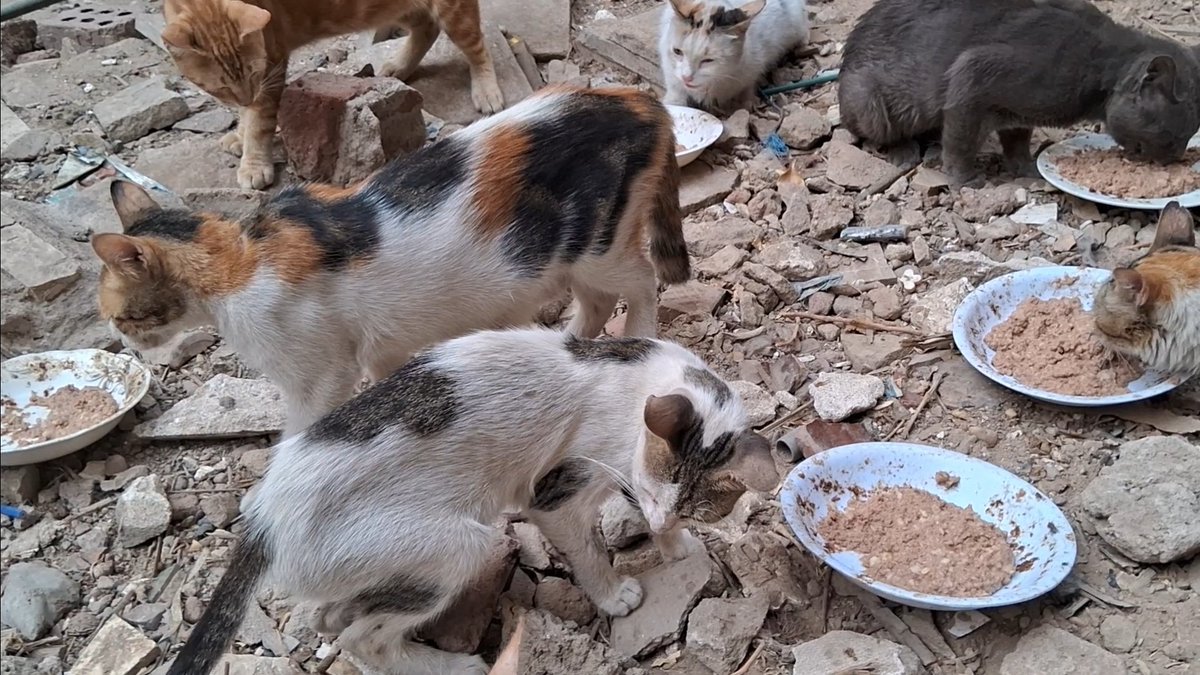 Animal Friends Shelter tweet media