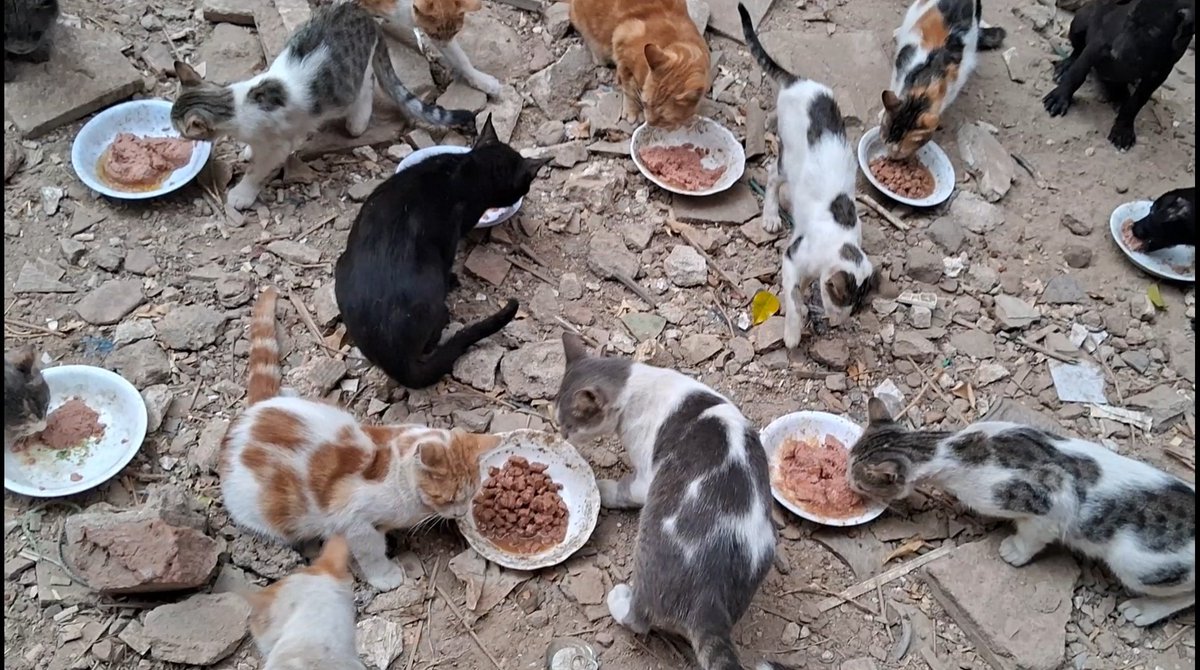 Animal Friends Shelter tweet media